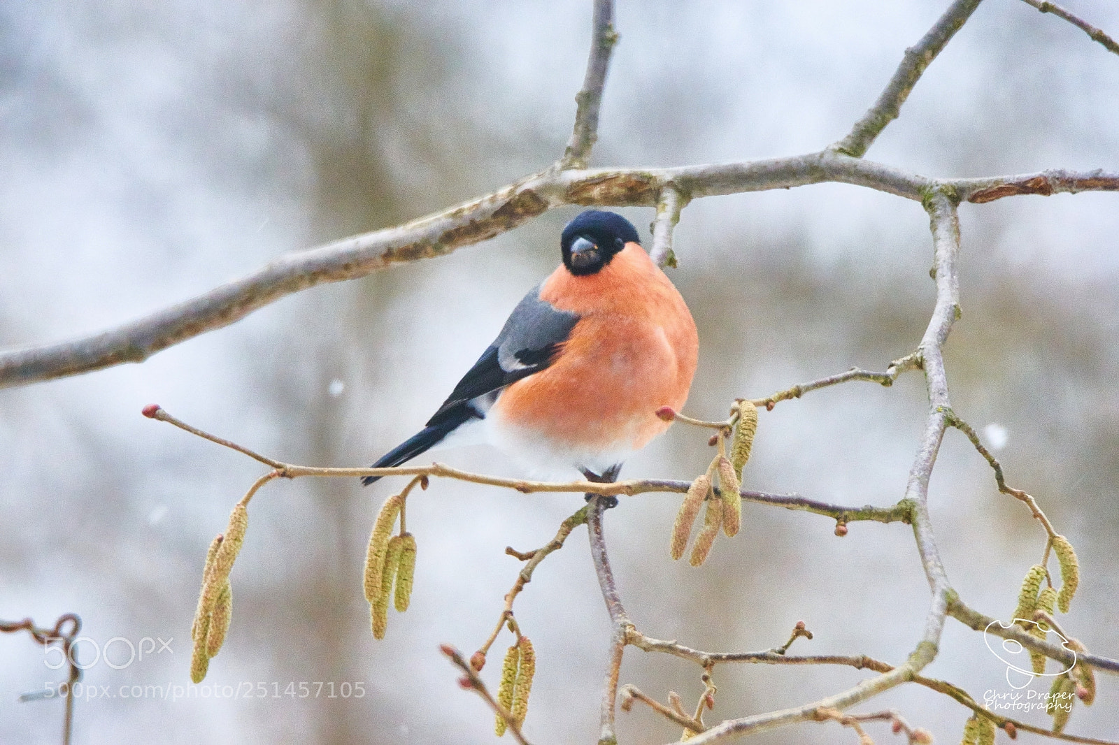 Sony ILCA-77M2 sample photo. Snowy bullfinch photography