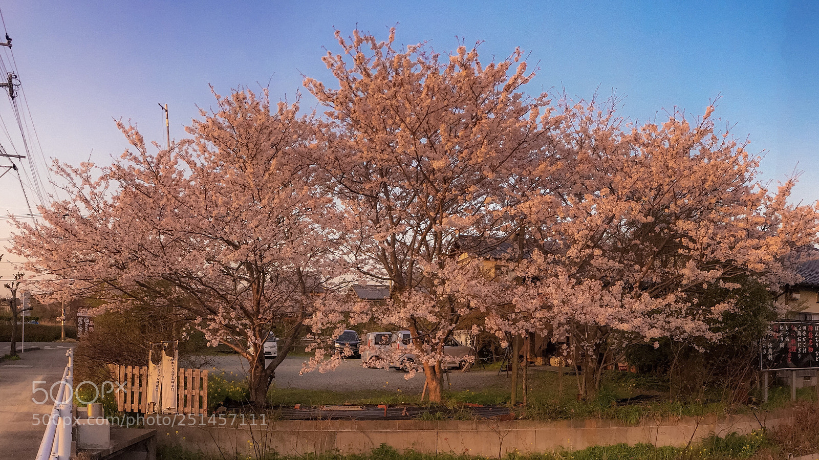 Apple iPhone 6 Plus sample photo. Japanese cherry blossoms blooms photography