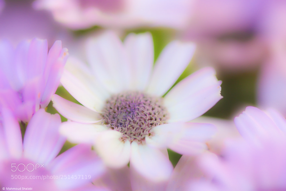 Canon EOS 70D sample photo. Hazy daisy photography