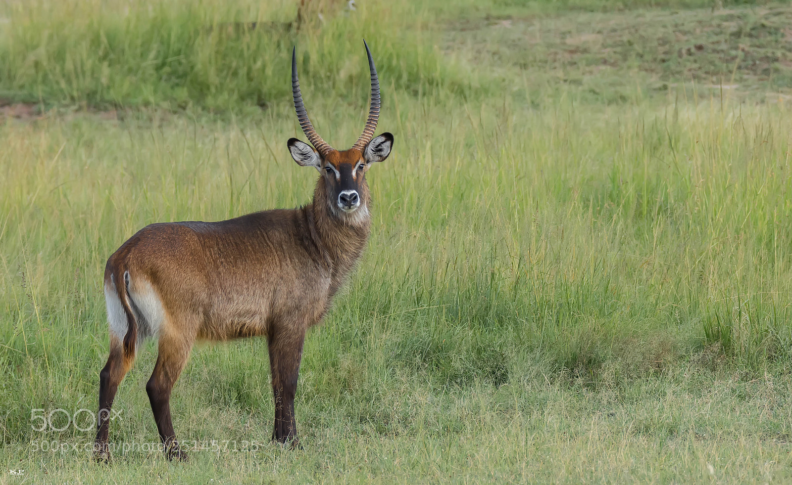 Nikon D7200 sample photo. Waterbuck photography