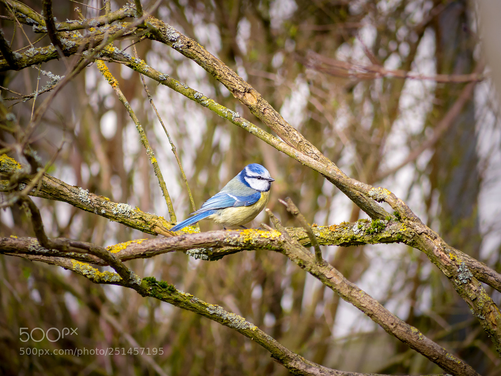 Olympus OM-D E-M10 sample photo. Eurasian blue tit photography