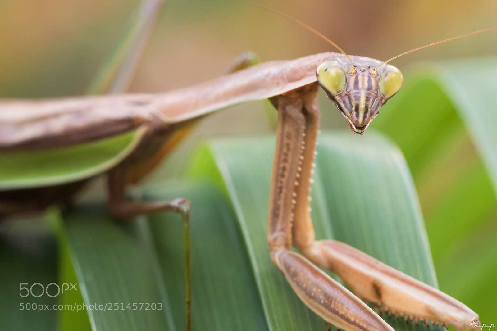Canon EOS 80D sample photo. Mantis photography
