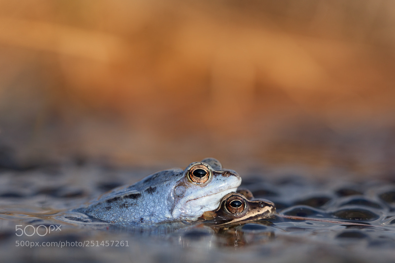Canon EOS 5D Mark II sample photo. Moorfrogs iv photography