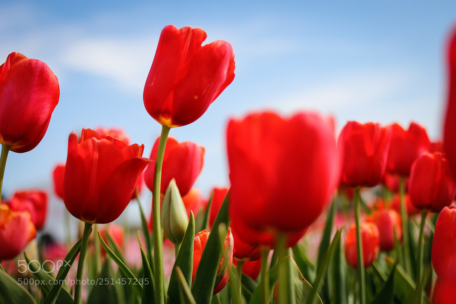Canon EOS 70D sample photo. Red tulip forest photography