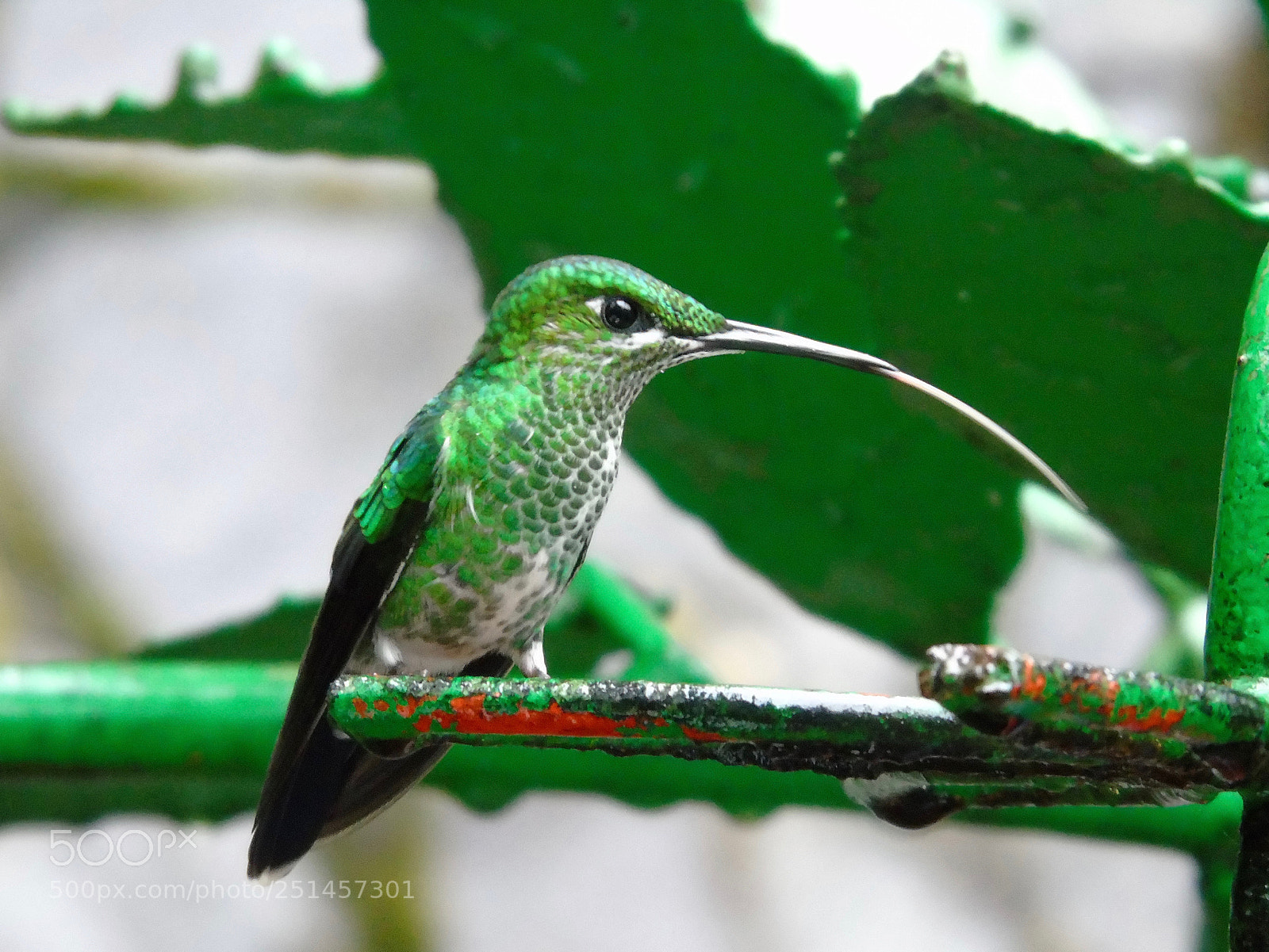 Sony Cyber-shot DSC-H400 sample photo. Hummingbird photography
