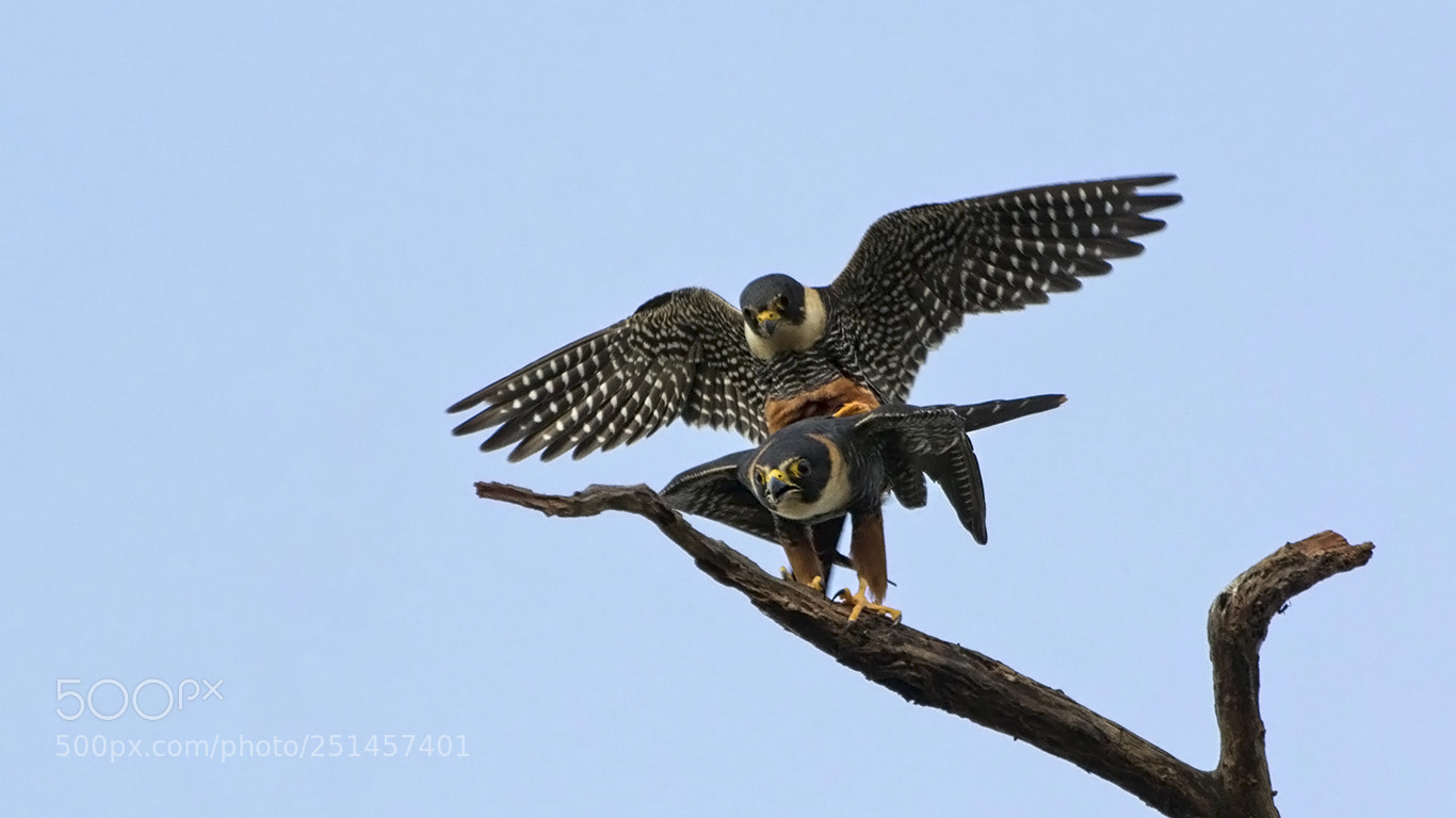 Canon EOS 60D sample photo. Bat falcon photography