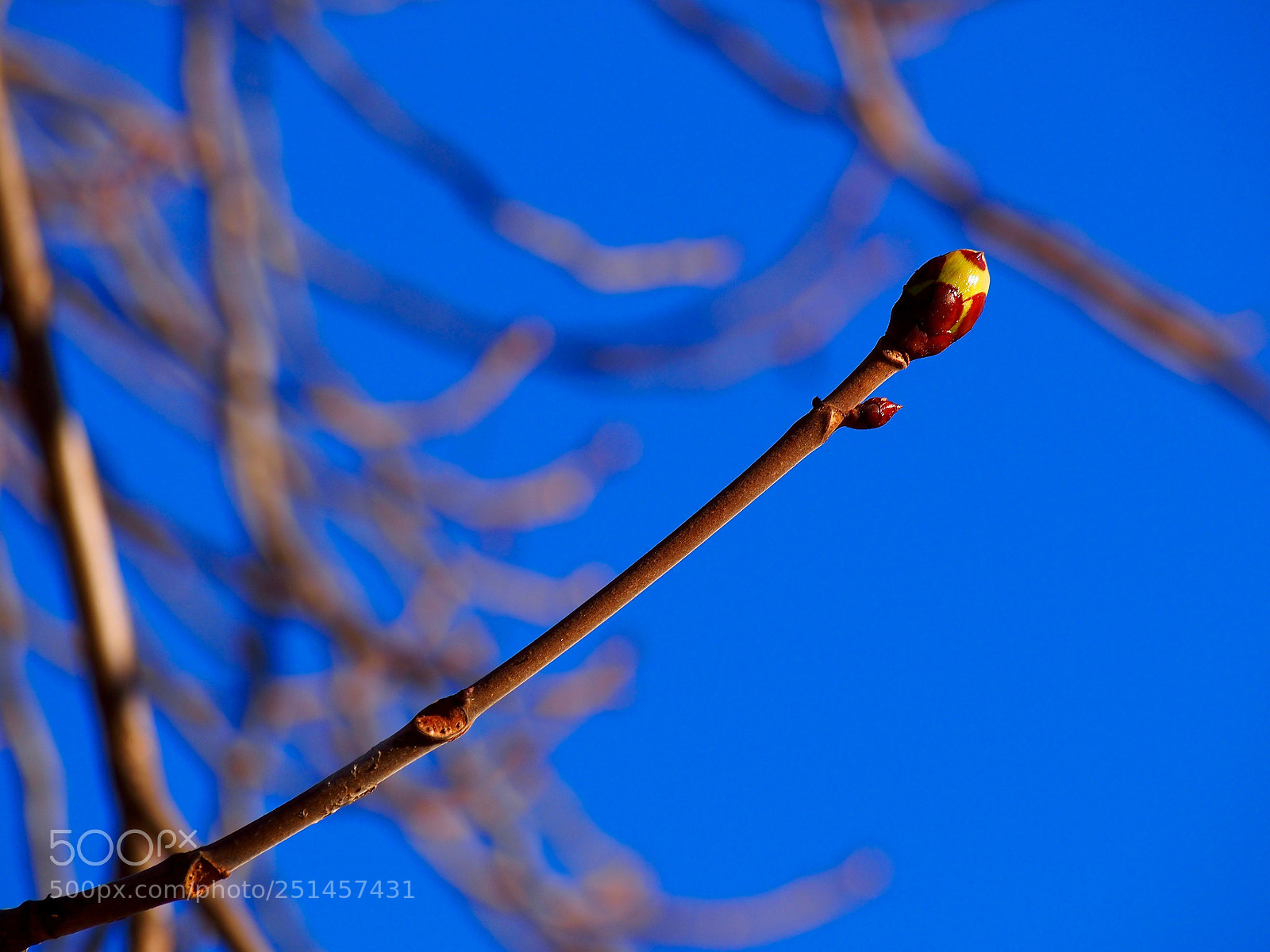 Olympus PEN E-PL6 sample photo. Bud photography
