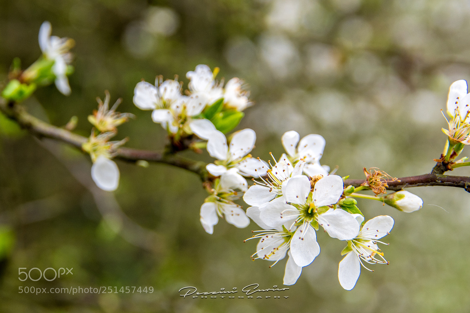 Nikon D500 sample photo. Spring photography
