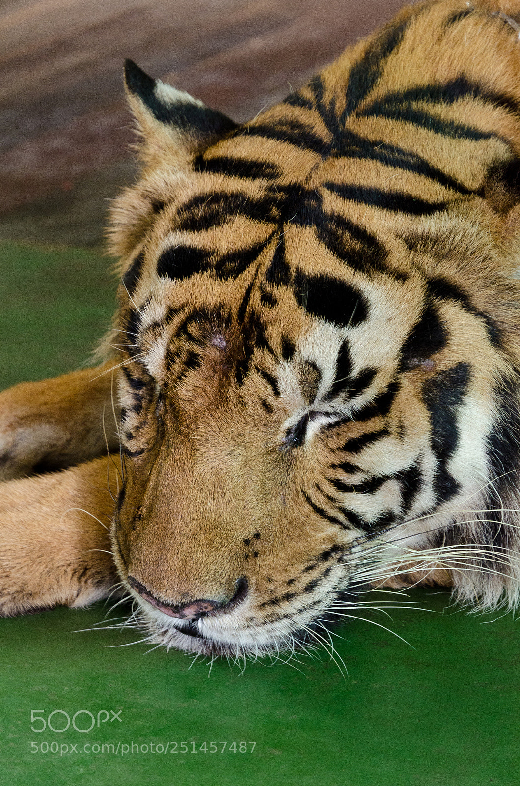 Nikon D7000 sample photo. Portrait of the sleeping photography