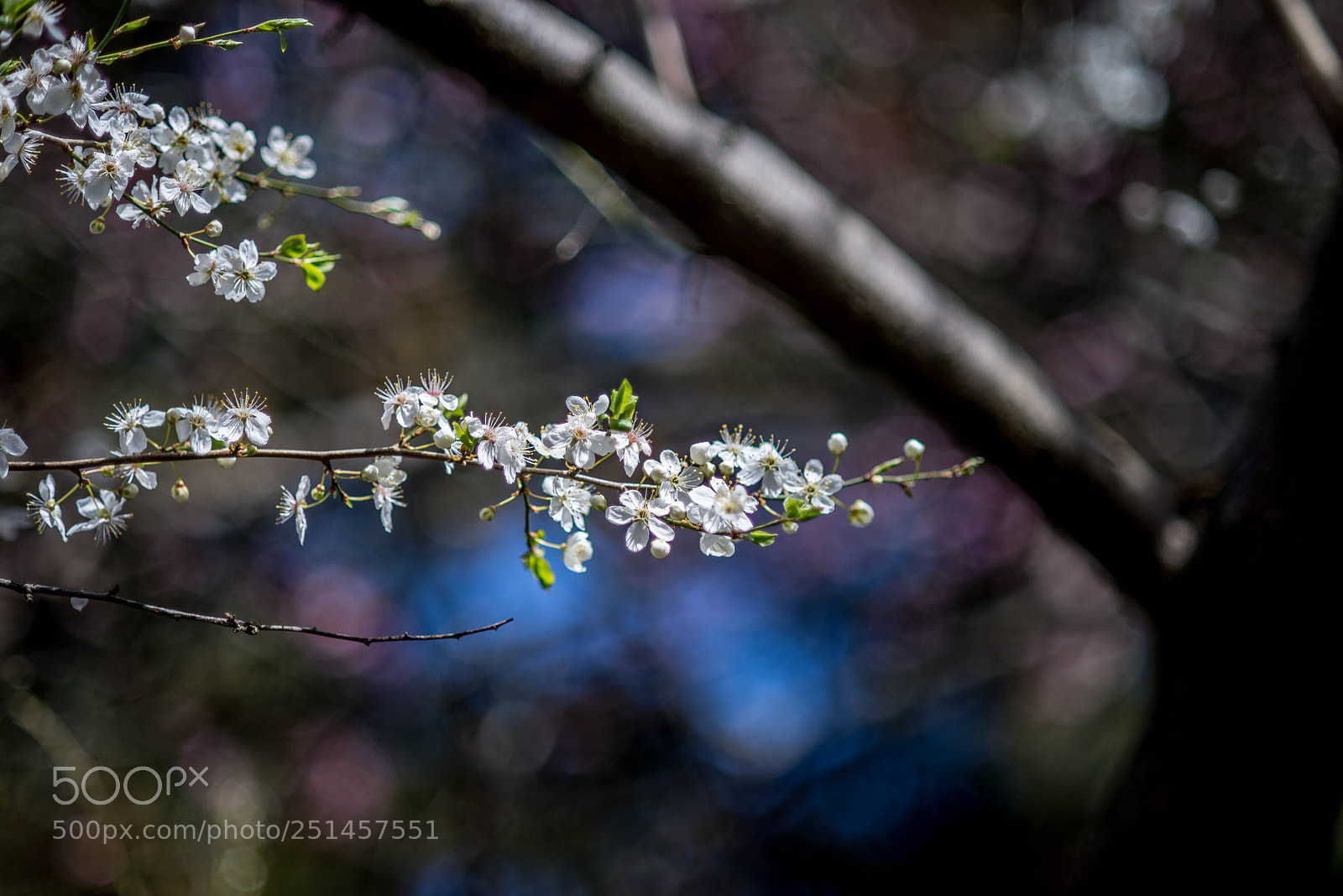 Nikon D610 sample photo. Early spring blooming photography