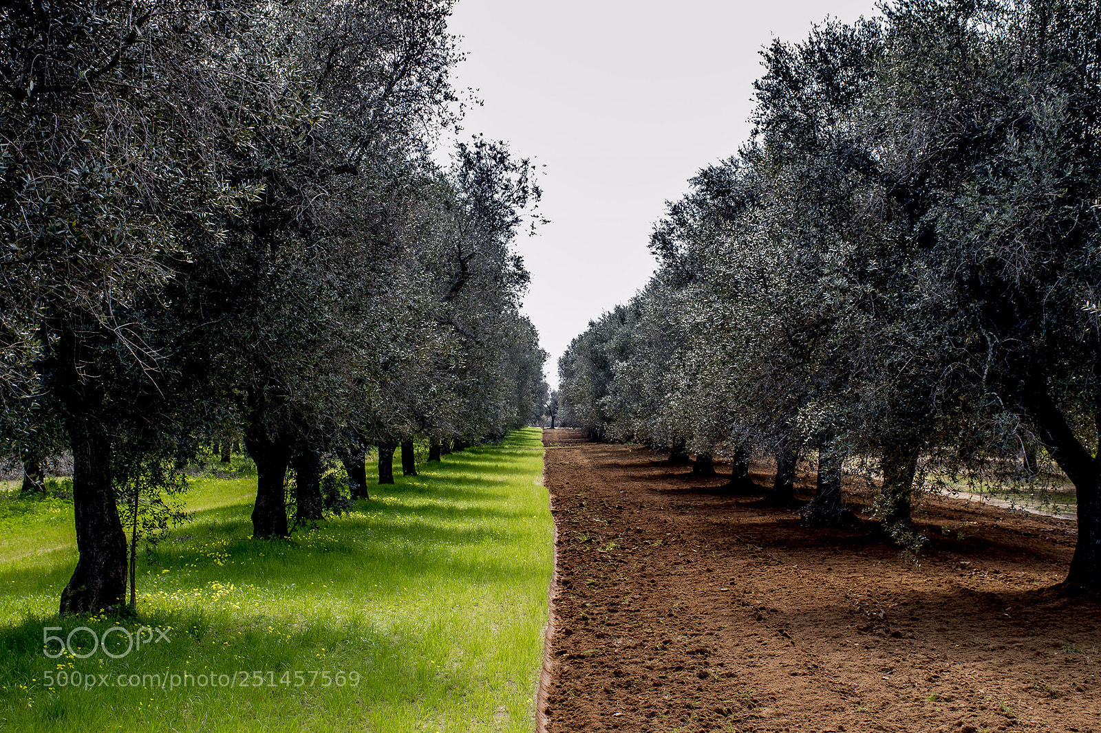 Nikon D3200 sample photo. Uliveto pugliese - 2018 photography
