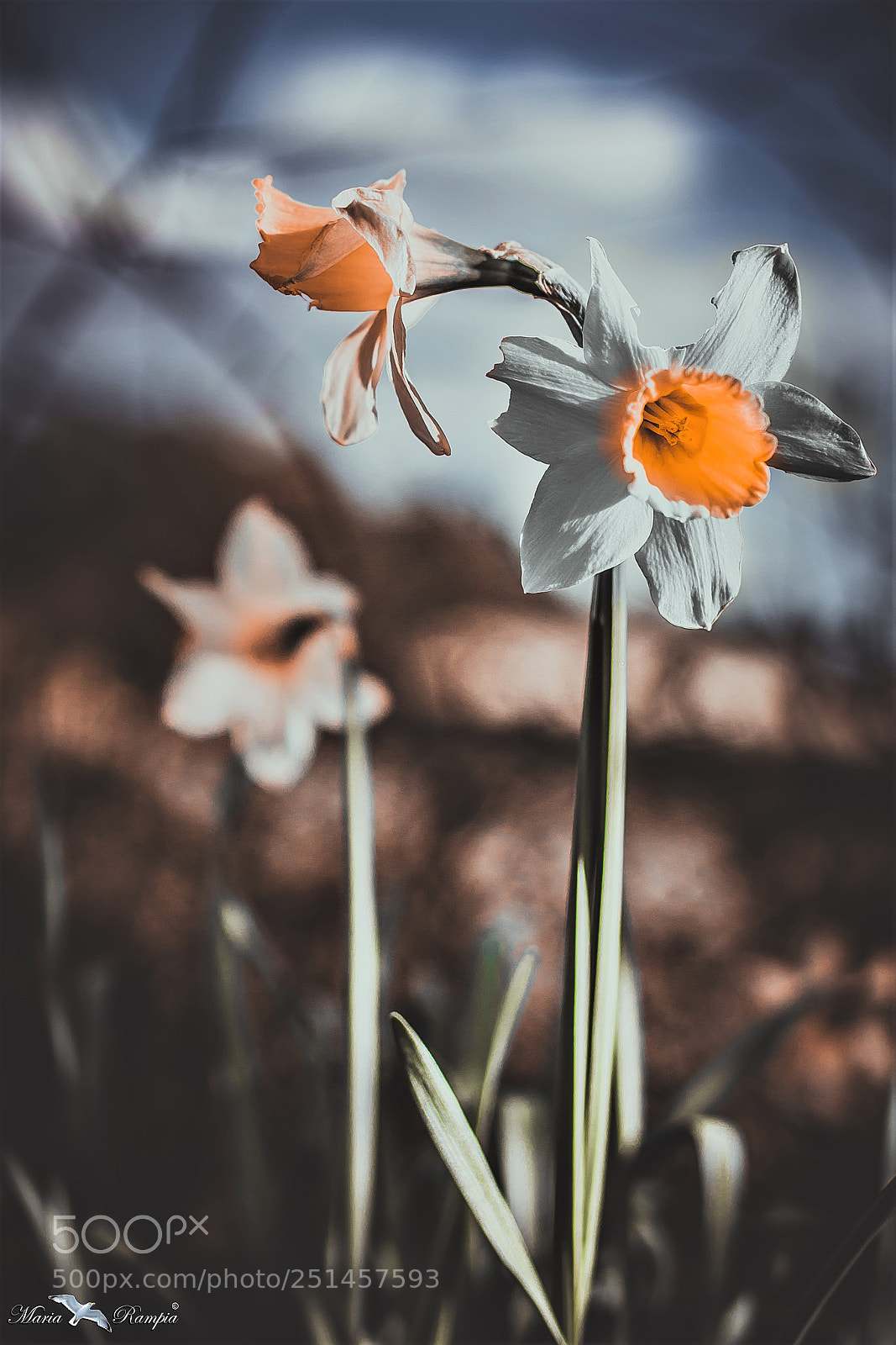 Canon EOS 70D sample photo. Daffodils photography