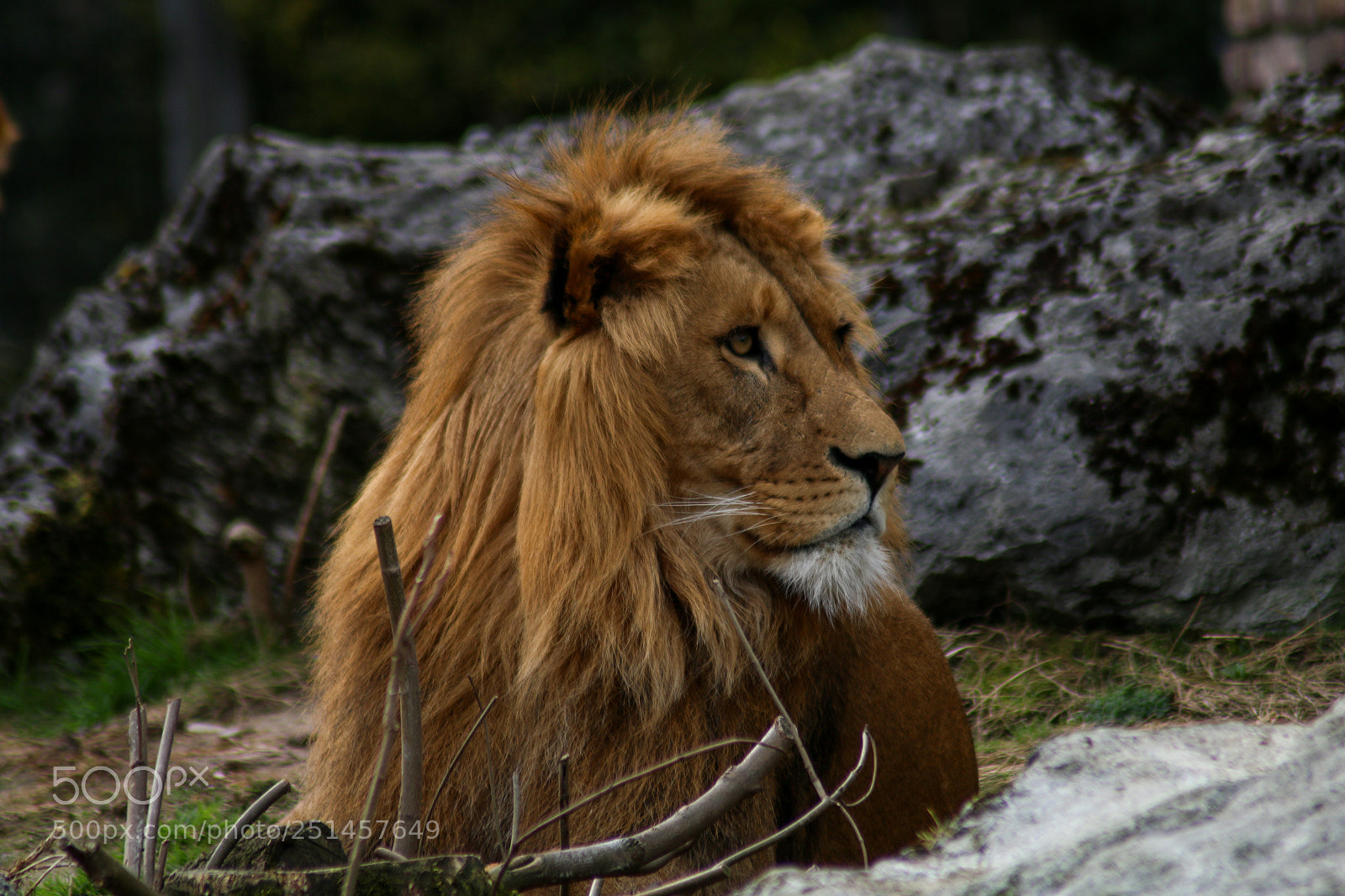 Canon EOS 70D sample photo. Leon photography
