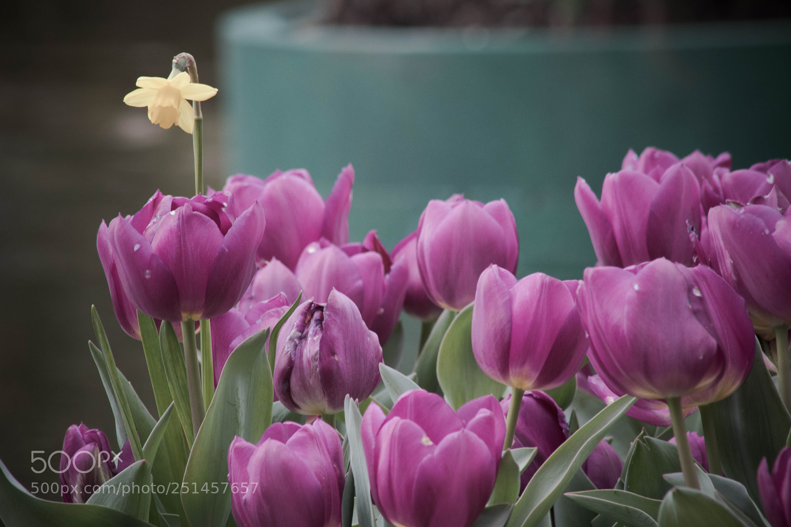 Canon EOS 80D sample photo. Sigurtà photography