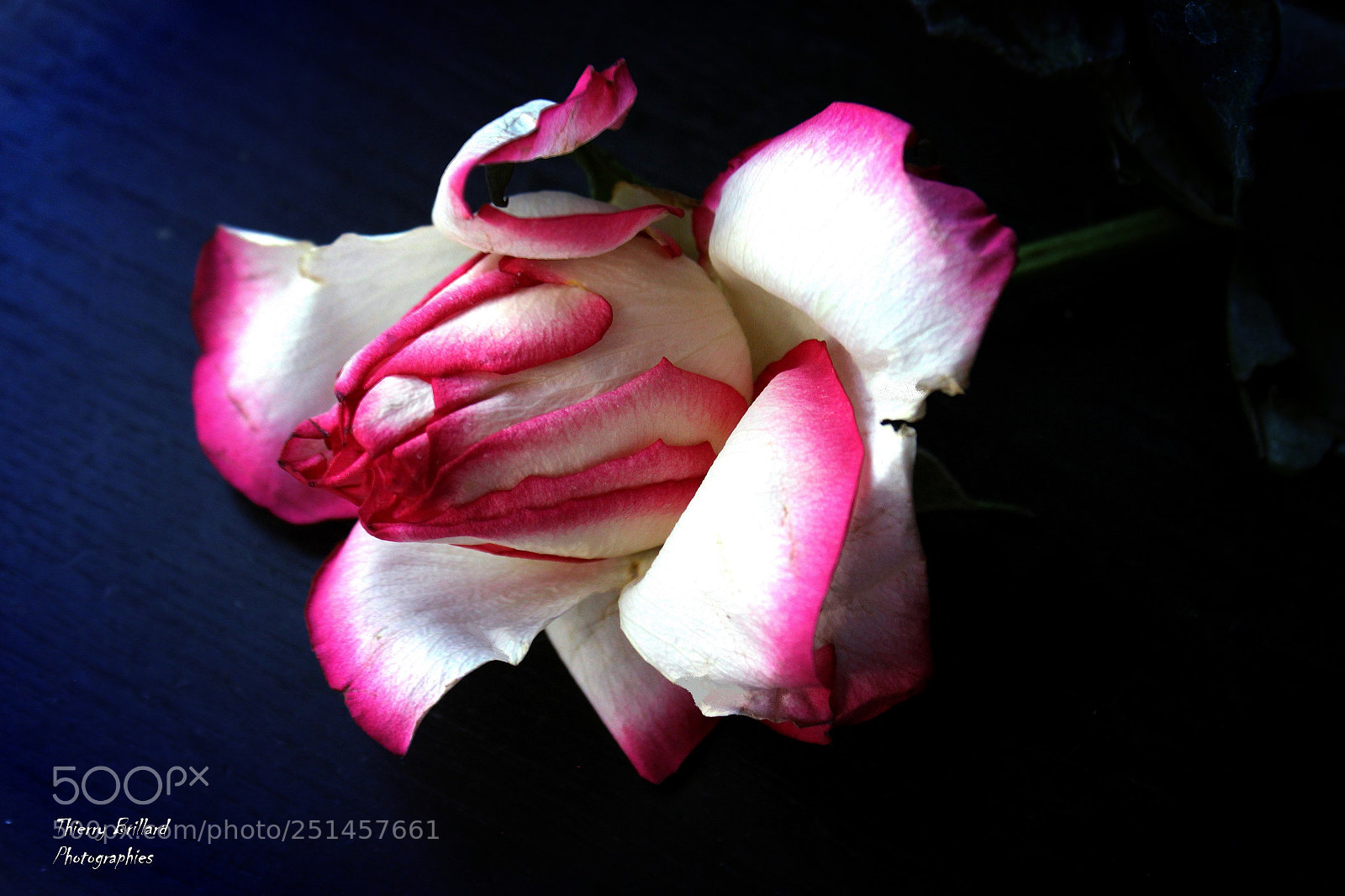 Canon EOS 600D (Rebel EOS T3i / EOS Kiss X5) sample photo. Rose bicolore photography