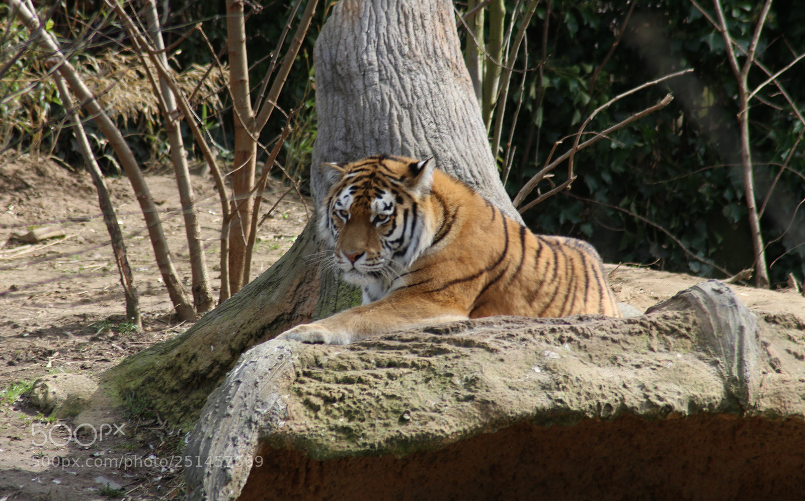 Canon EOS 70D sample photo. Tiger photography