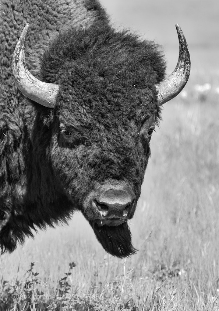 Nikon D7100 sample photo. Bison photography