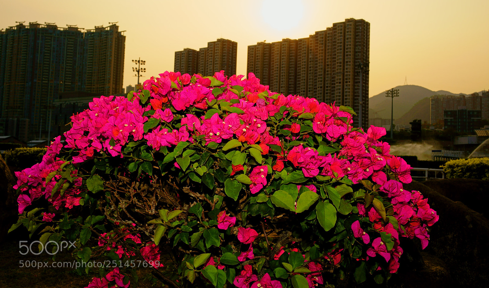 Sony a7R II sample photo. Untitled photography