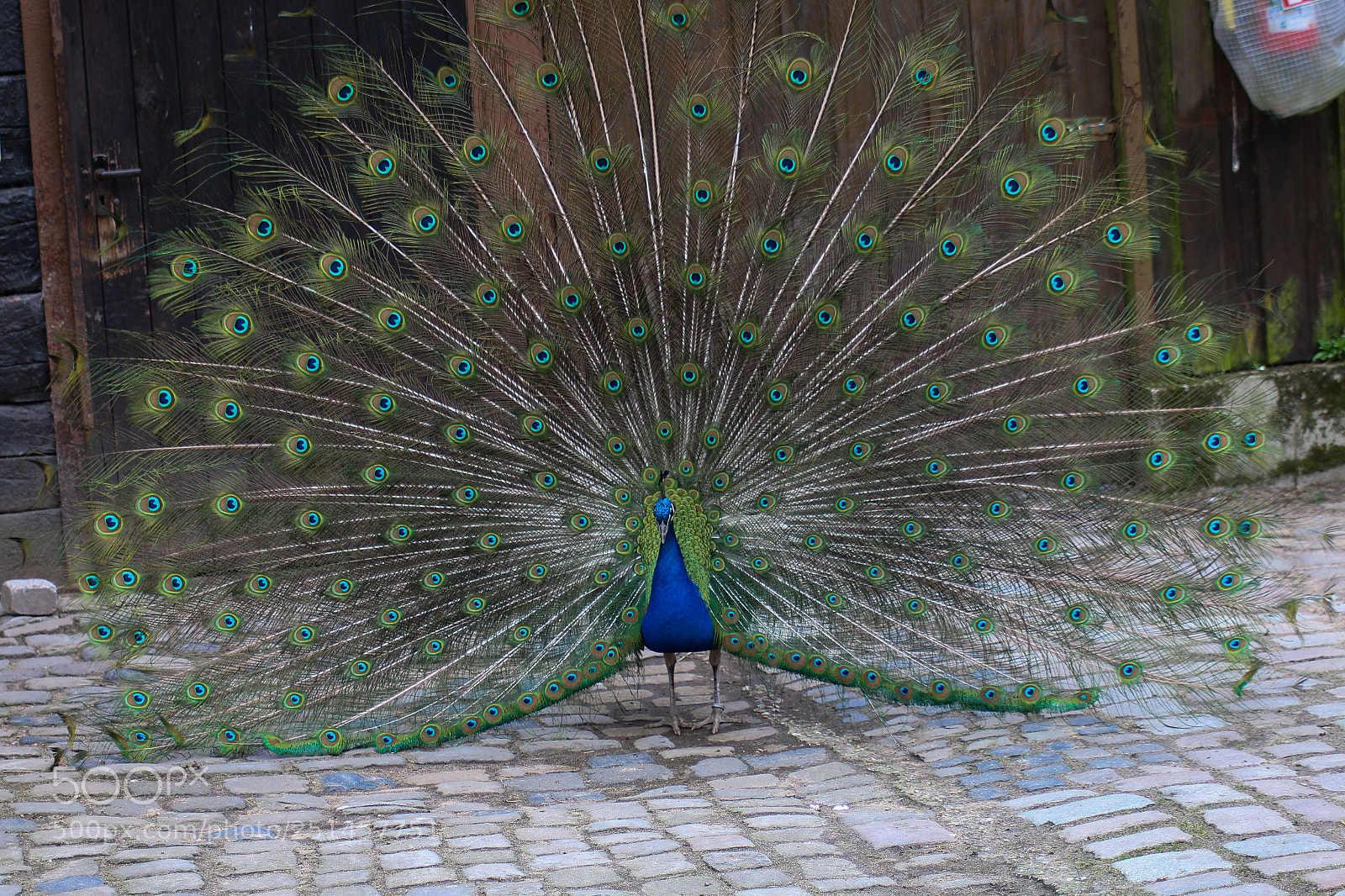 Canon EOS 70D sample photo. Pfau photography