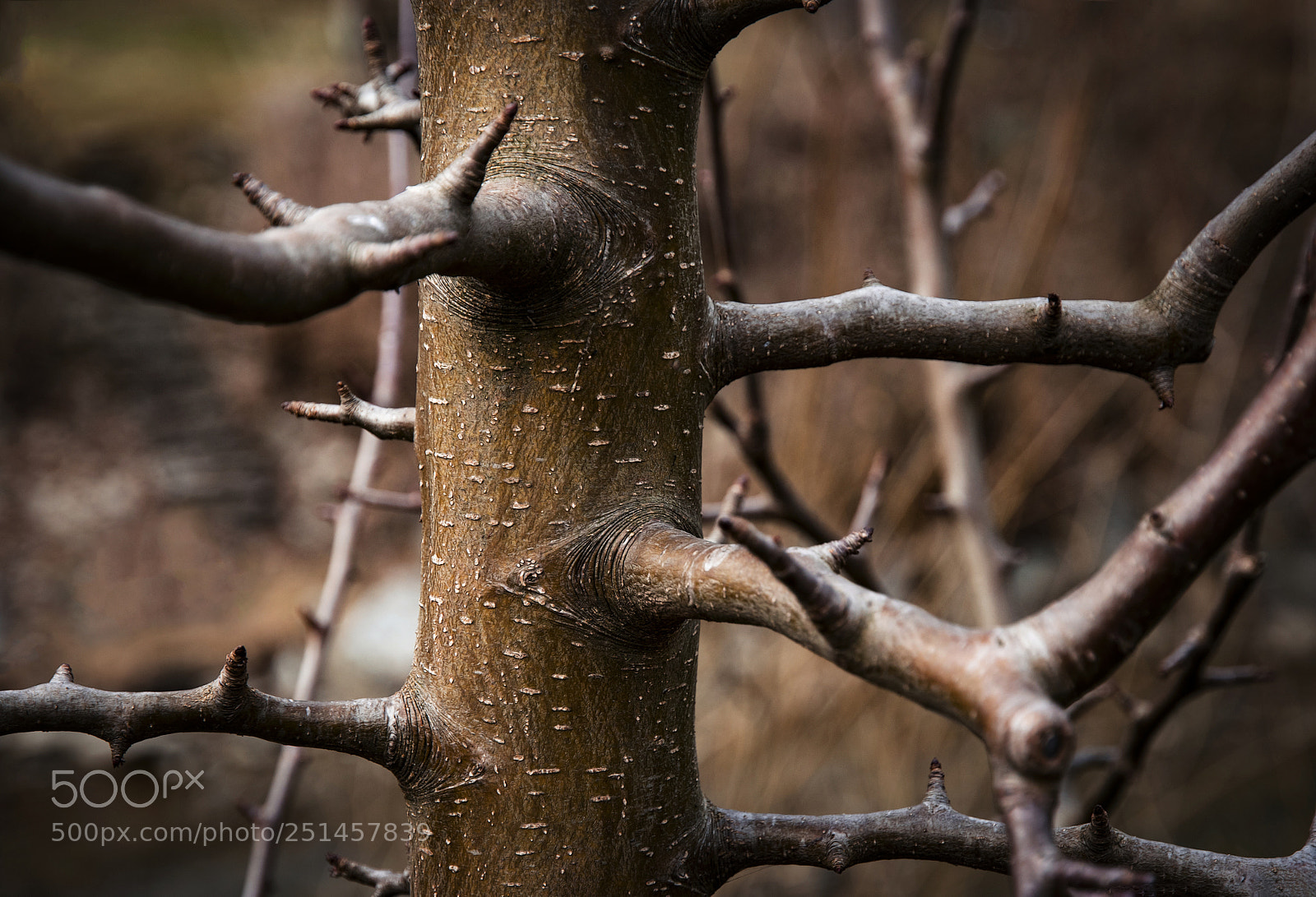 Nikon D5500 sample photo. Detail branches on young photography