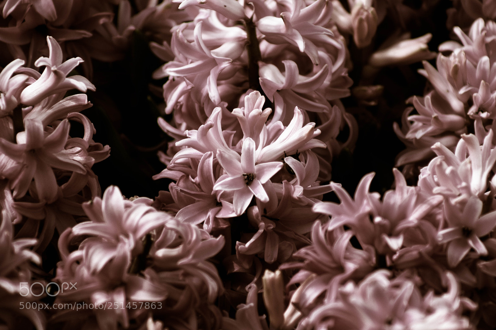 Canon EOS 80D sample photo. Sigurtà photography