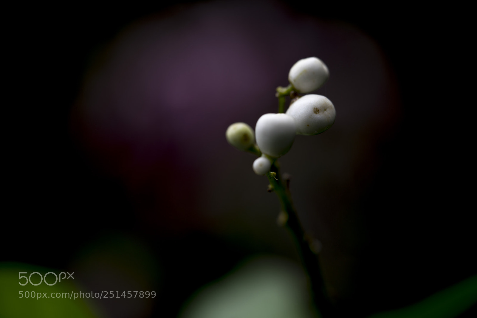 Sony a7R II sample photo. Soledad photography