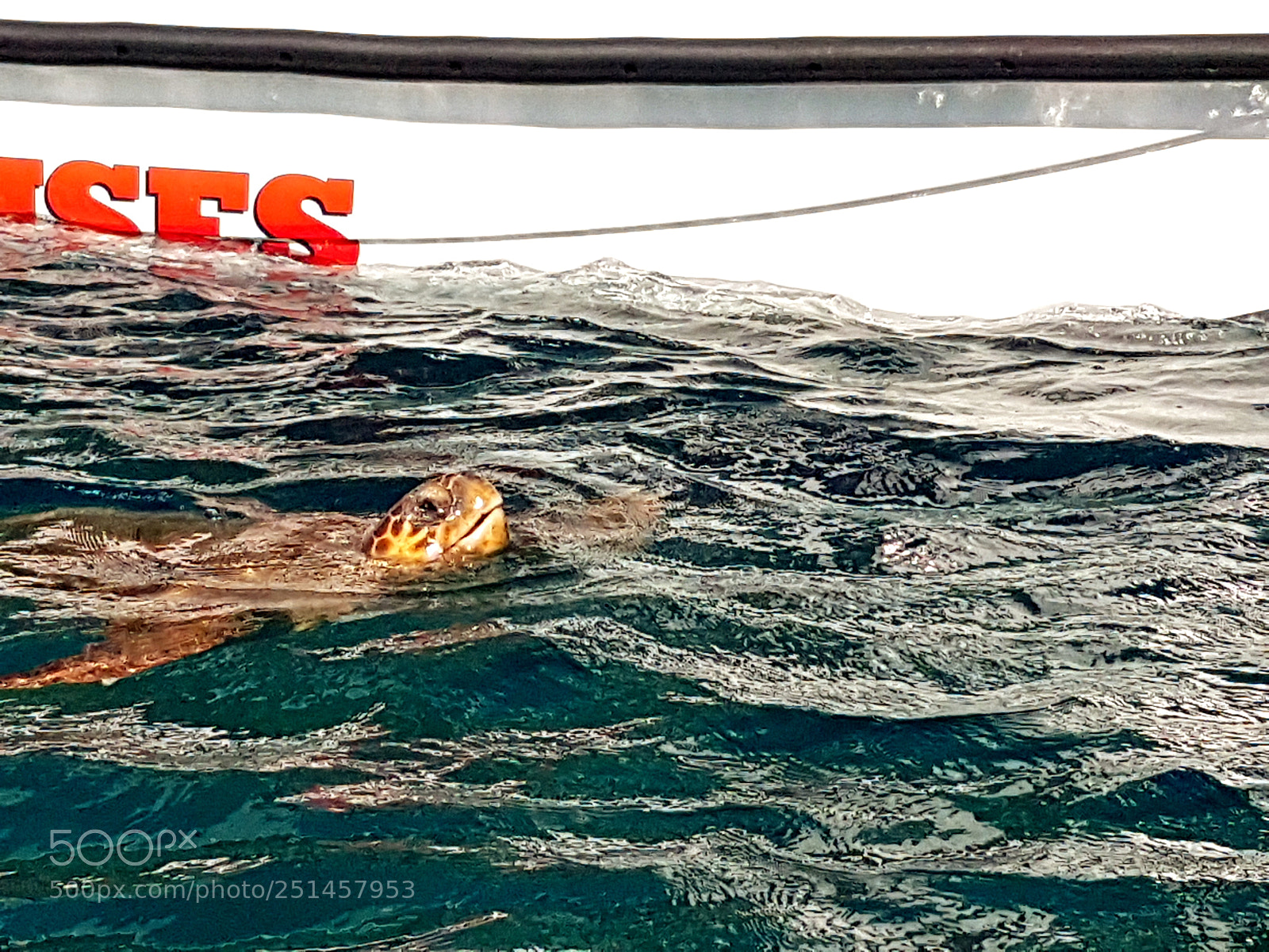 Samsung Galaxy S7 Edge sample photo. Turtle photography