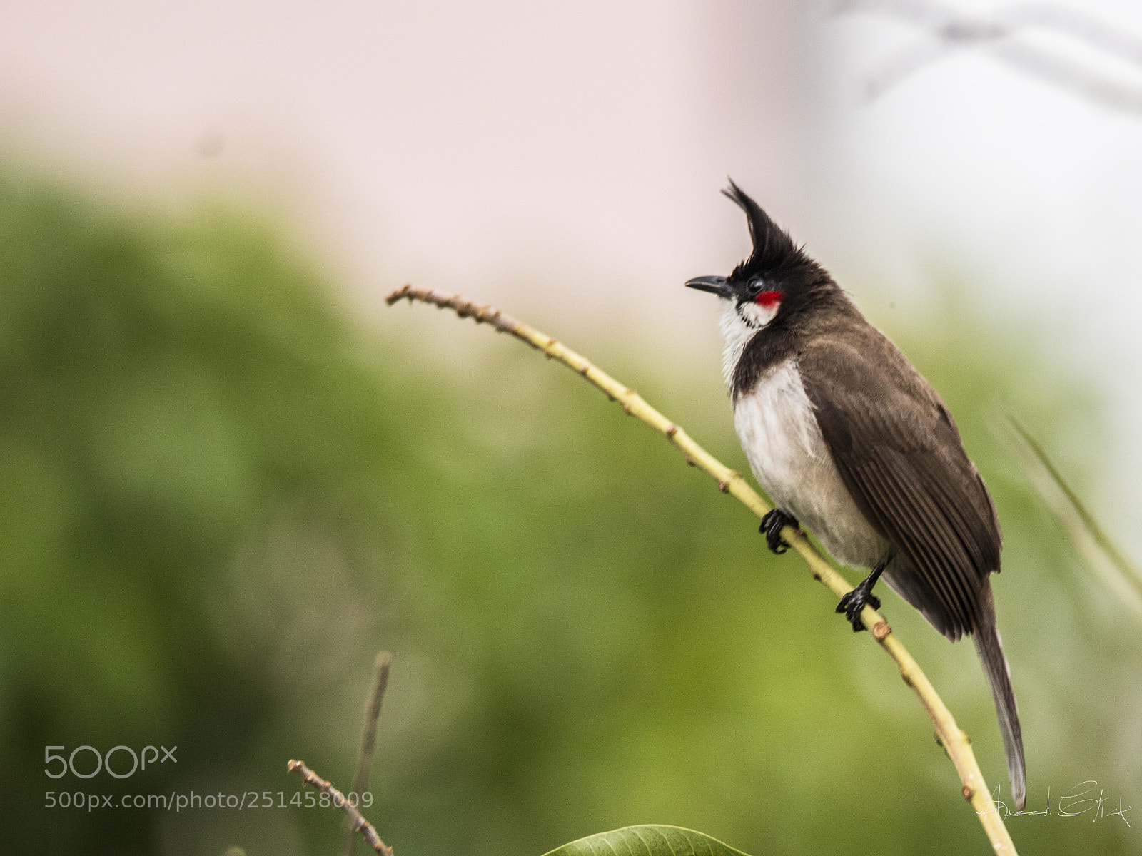 Canon EOS 70D sample photo. Red-whiskered bulbul  photography