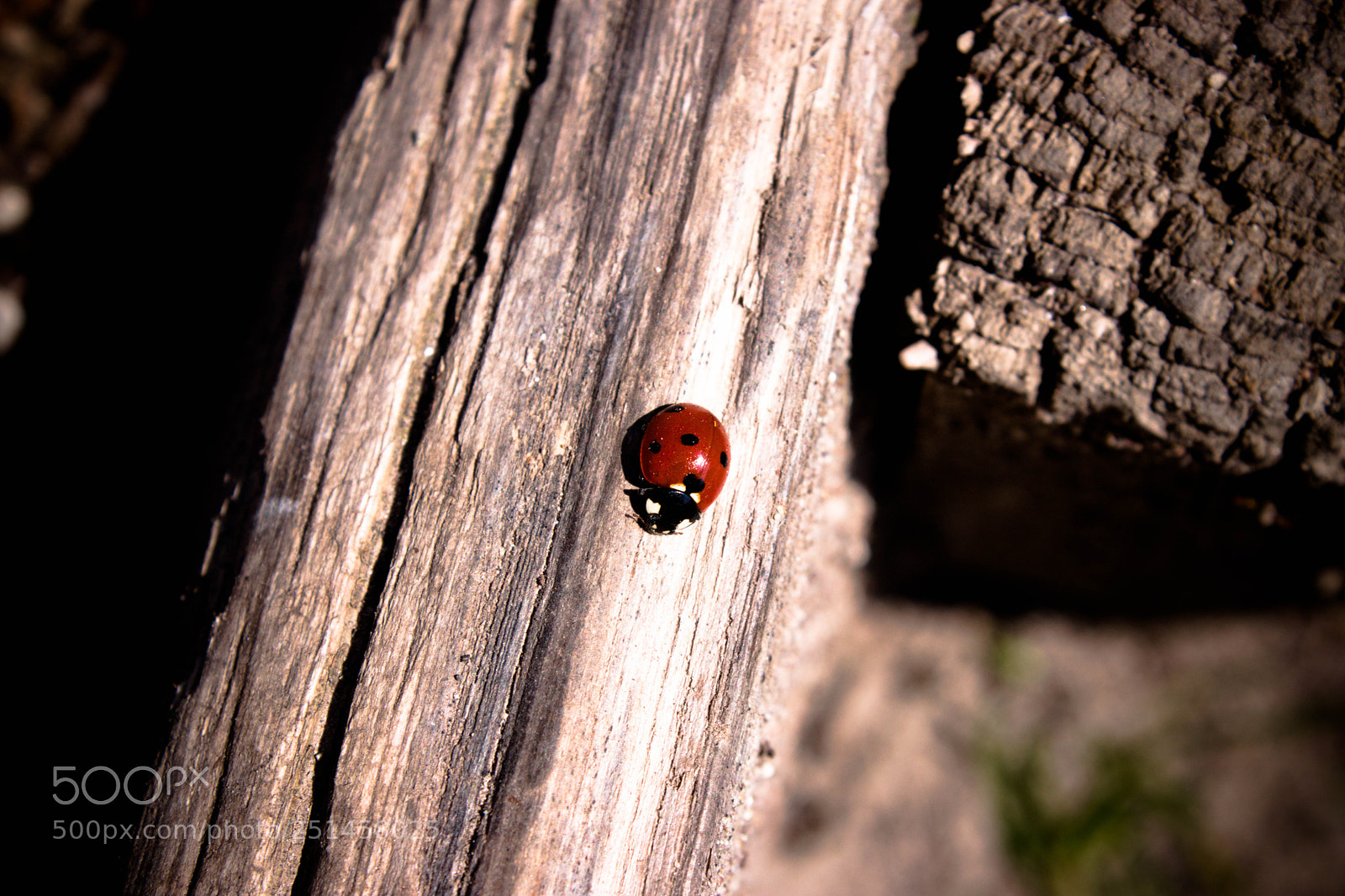 Canon EOS 80D sample photo. Sigurtà photography