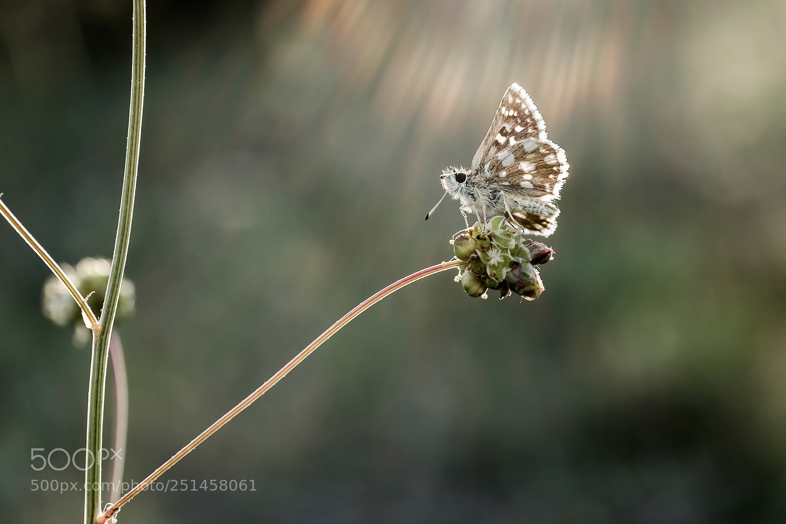 Fujifilm X-T1 sample photo. Dsf photography