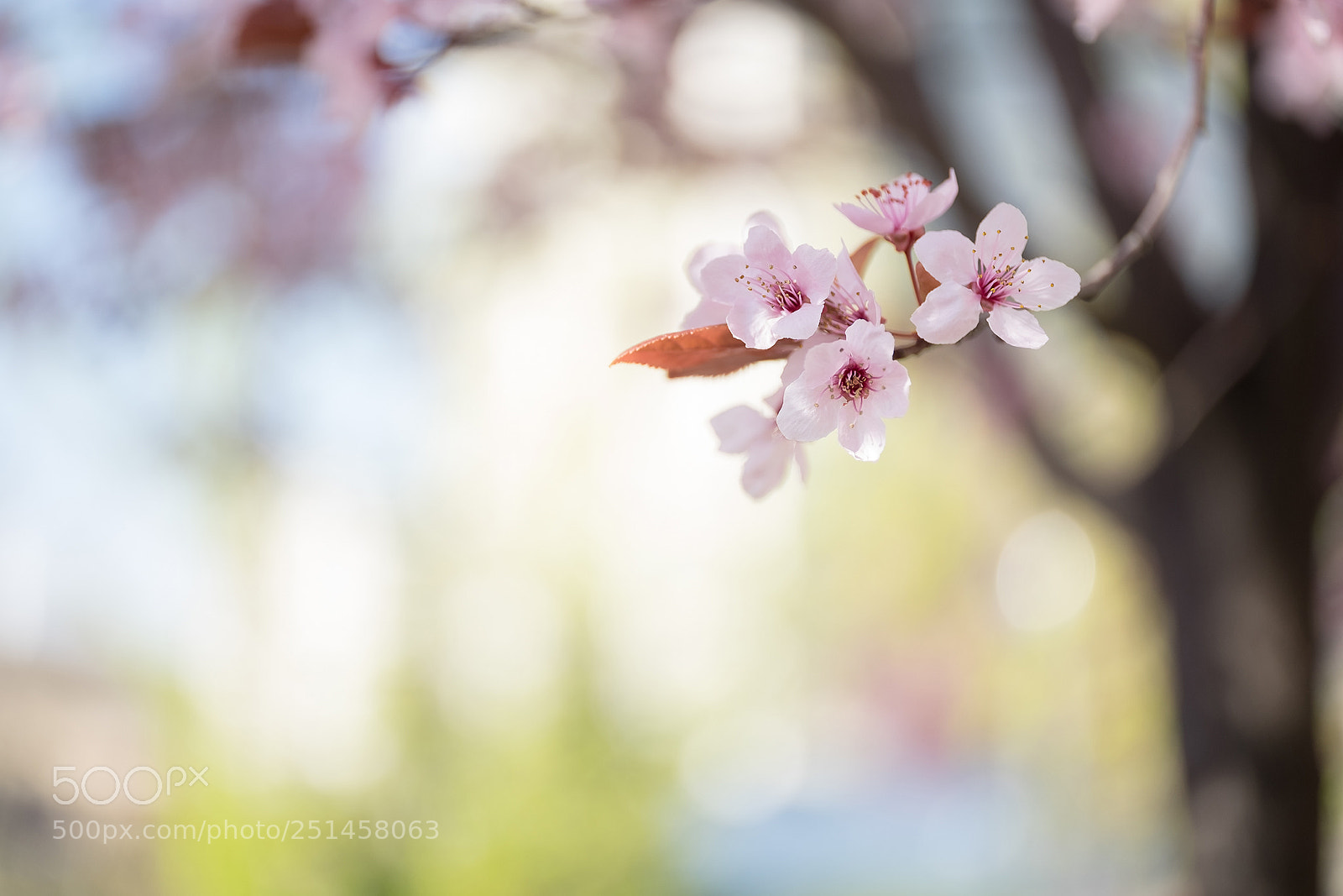 Fujifilm X-T1 sample photo. Dsf photography