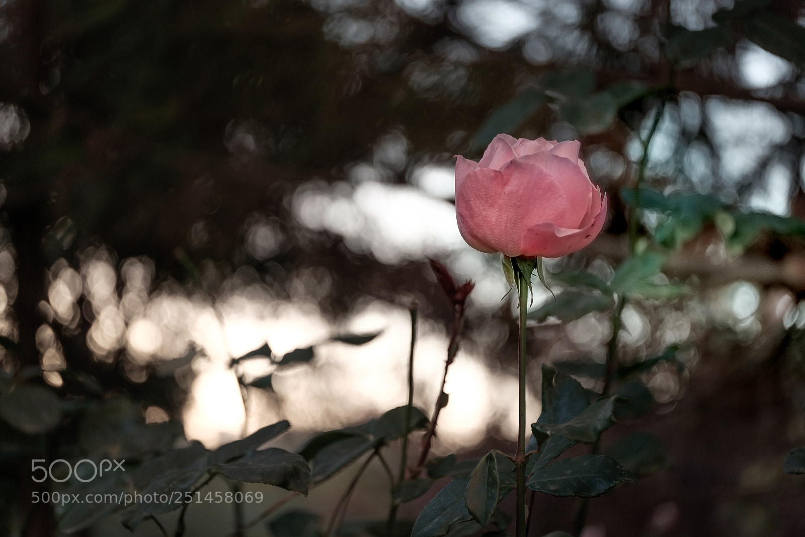 Fujifilm X-T1 sample photo. Dscf photography