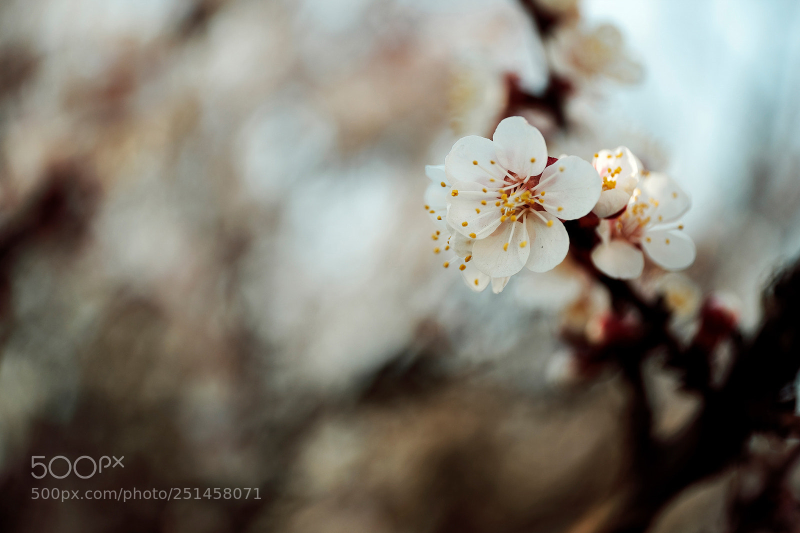 Fujifilm X-T1 sample photo. Dsf photography