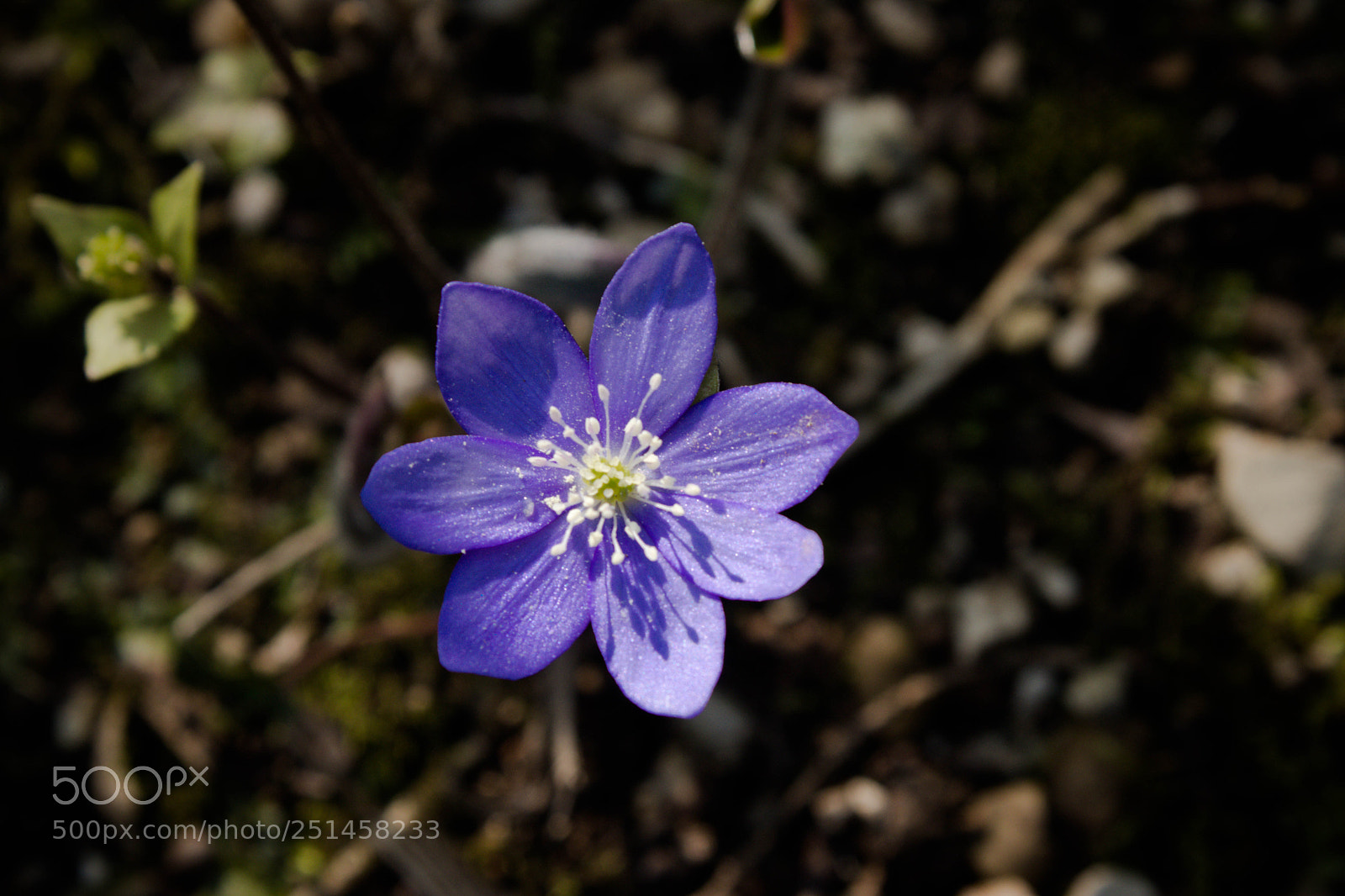 Canon EOS 80D sample photo. Sigurtà photography