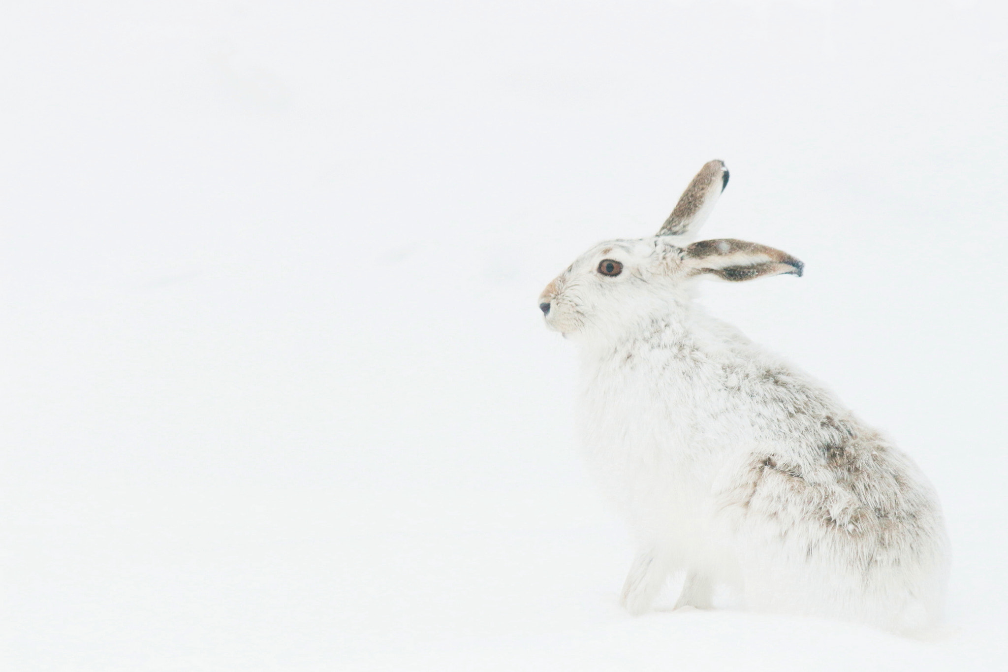 Canon EF-S 55-250mm F4-5.6 IS II sample photo. March hare photography
