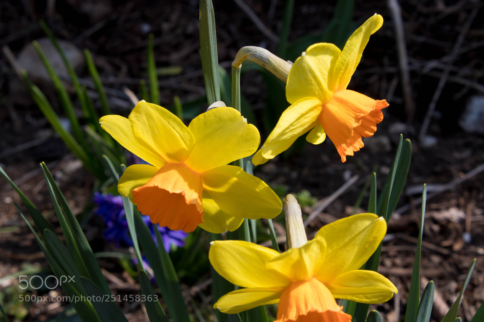 Canon EOS 80D sample photo. Sigurtà photography