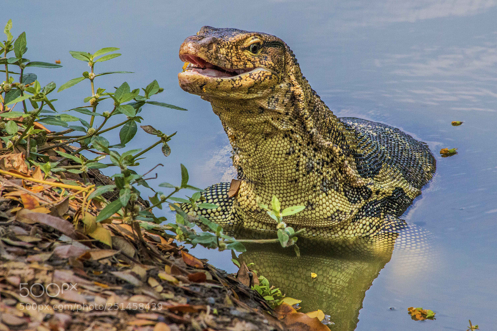 Canon EOS 70D sample photo. Monitor lizard at lumphini photography