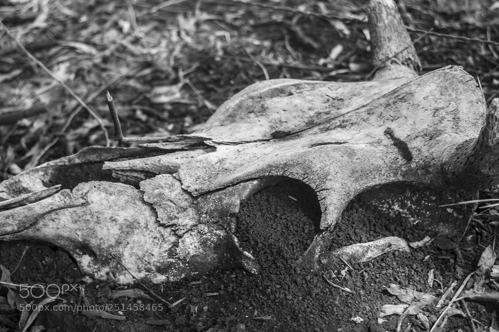 Nikon D3200 sample photo. Tu ley photography