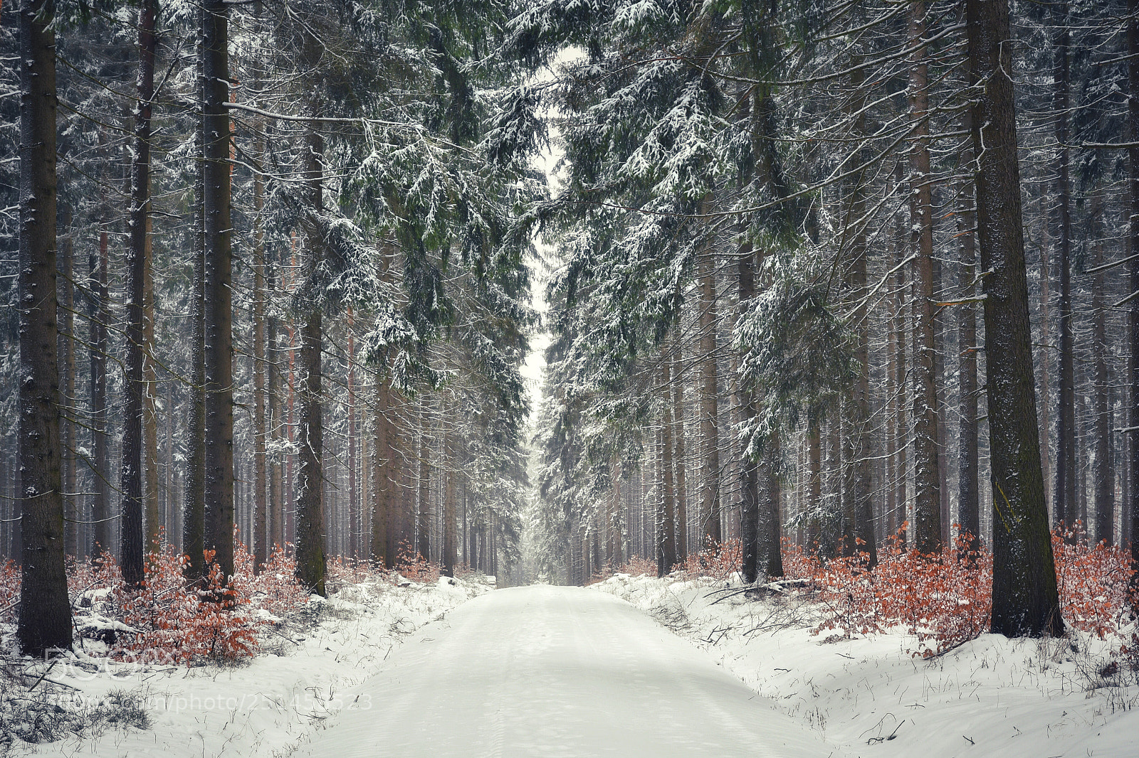 Nikon D500 sample photo. Winterwonderland photography