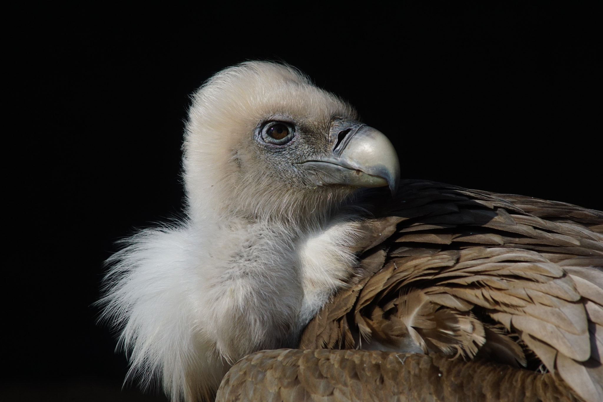 Minolta AF 300mm F2.8 HS-APO G sample photo. Griffon vulture photography