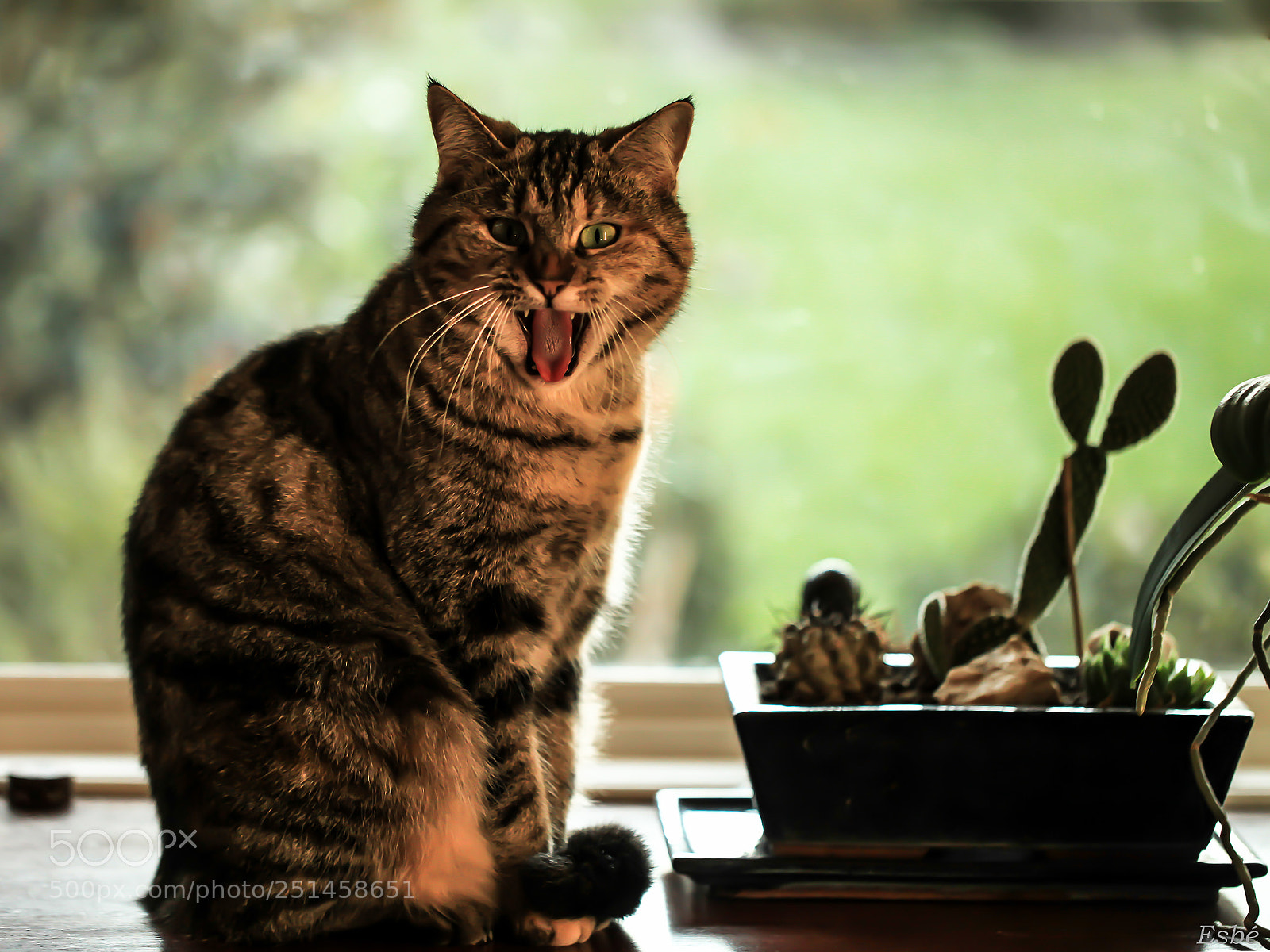 Canon EOS 5D Mark II sample photo. Bored cat photography
