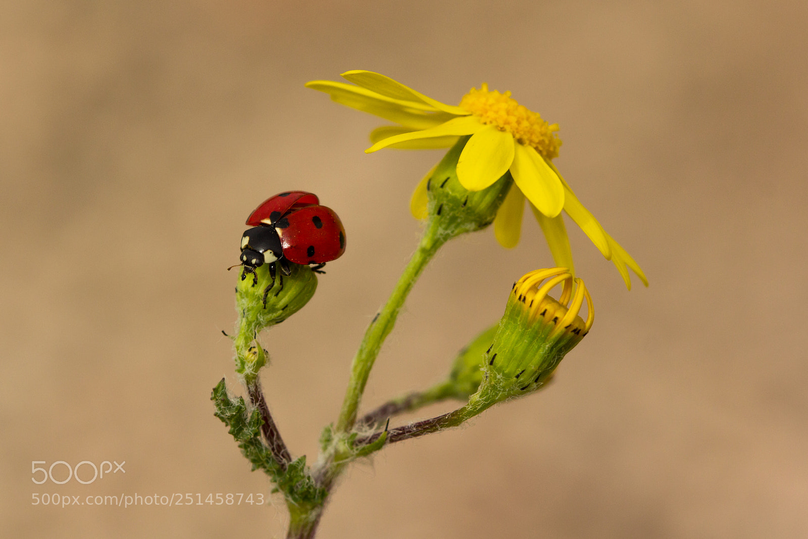 Canon EOS 60D sample photo. ... photography