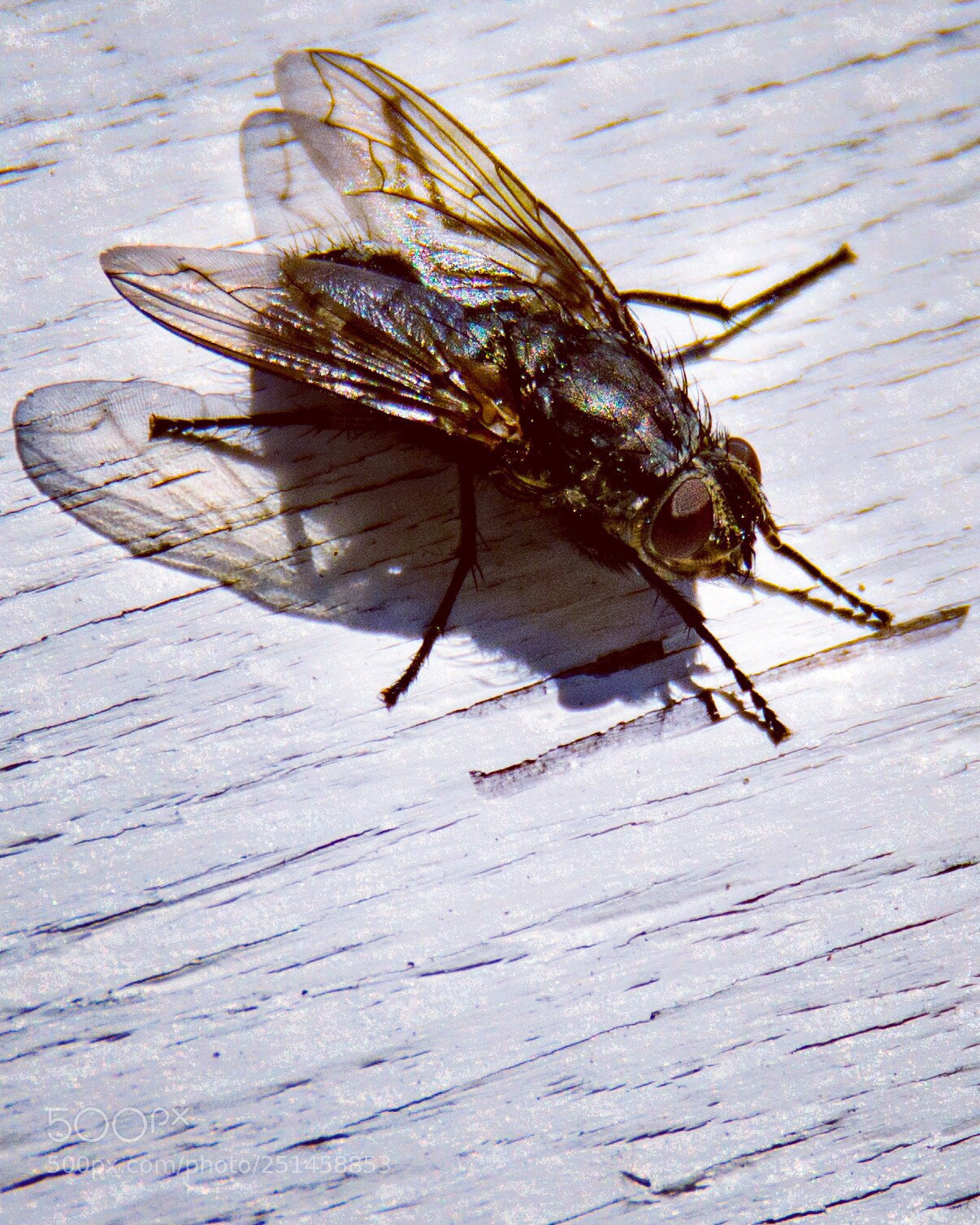 Nikon D7200 sample photo. Fly on the wall photography