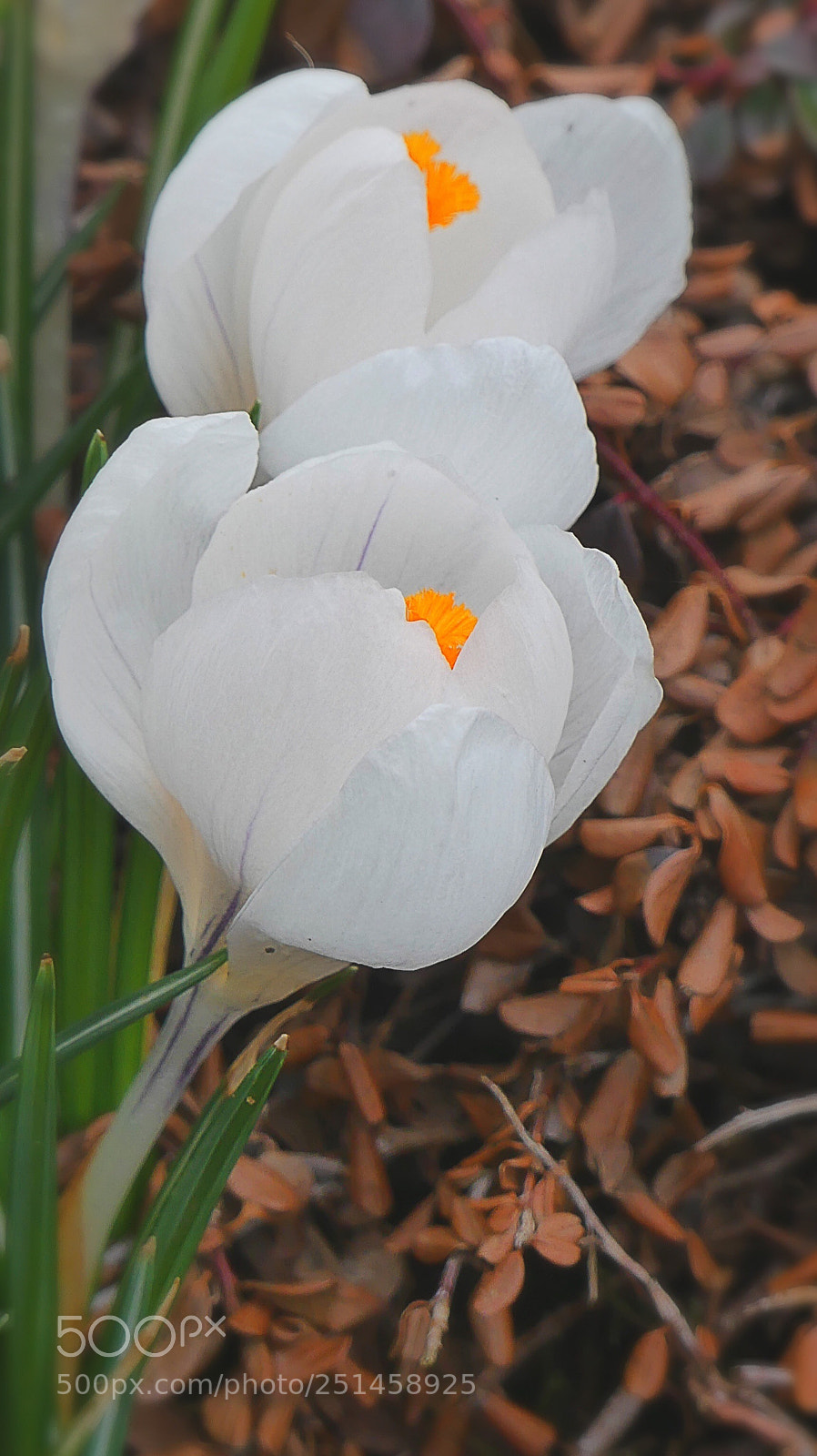Panasonic Lumix DMC-FZ300 sample photo. Crocuses... photography