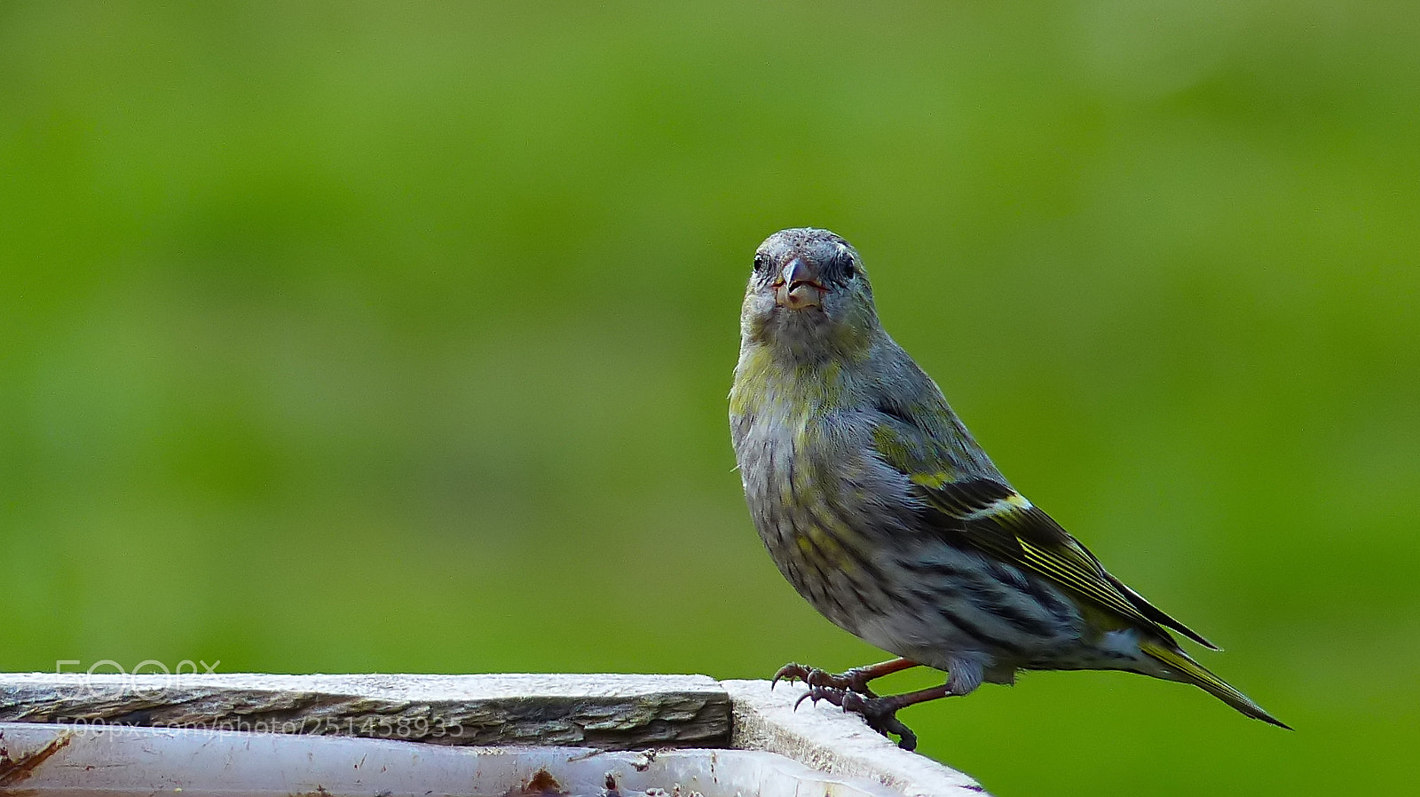 Panasonic Lumix DMC-FZ200 sample photo. Siskin (carduelis spinus) photography