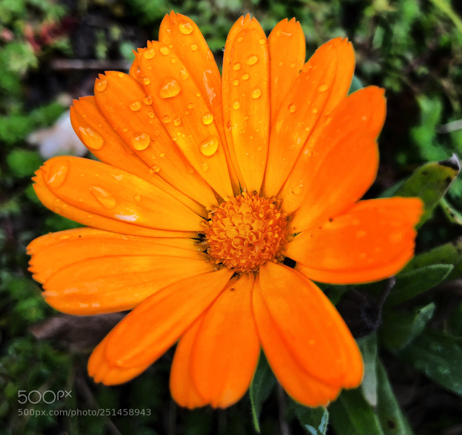 Apple iPhone 8 Plus sample photo. Flower & rain photography