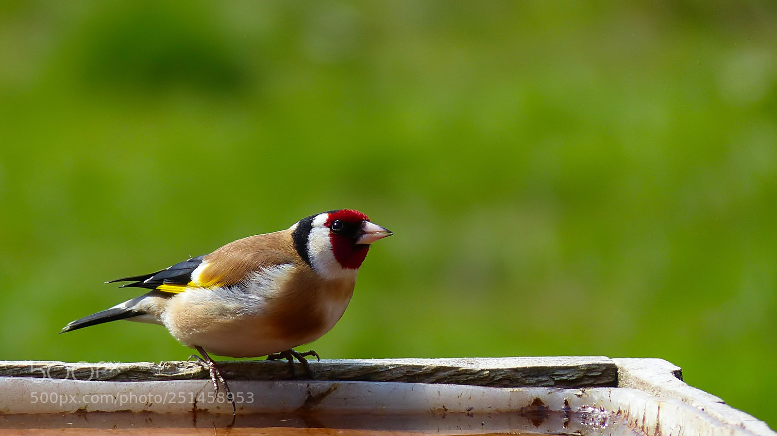 Panasonic Lumix DMC-FZ200 sample photo. Goldfinch-4 photography