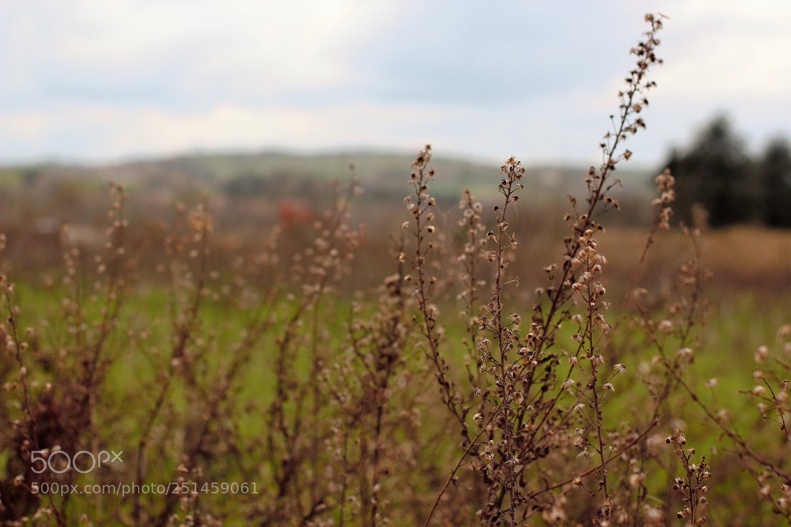 Canon EOS 600D (Rebel EOS T3i / EOS Kiss X5) sample photo. Spring? photography