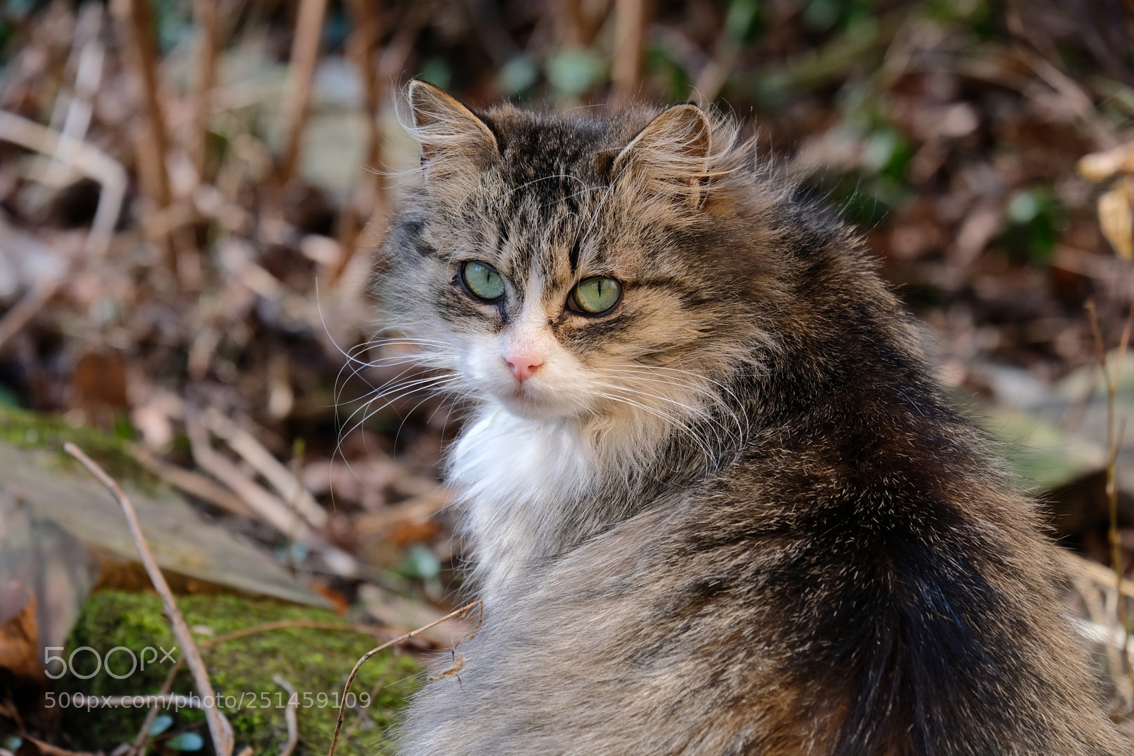 Fujifilm X-T20 sample photo. Cat with green eyes photography