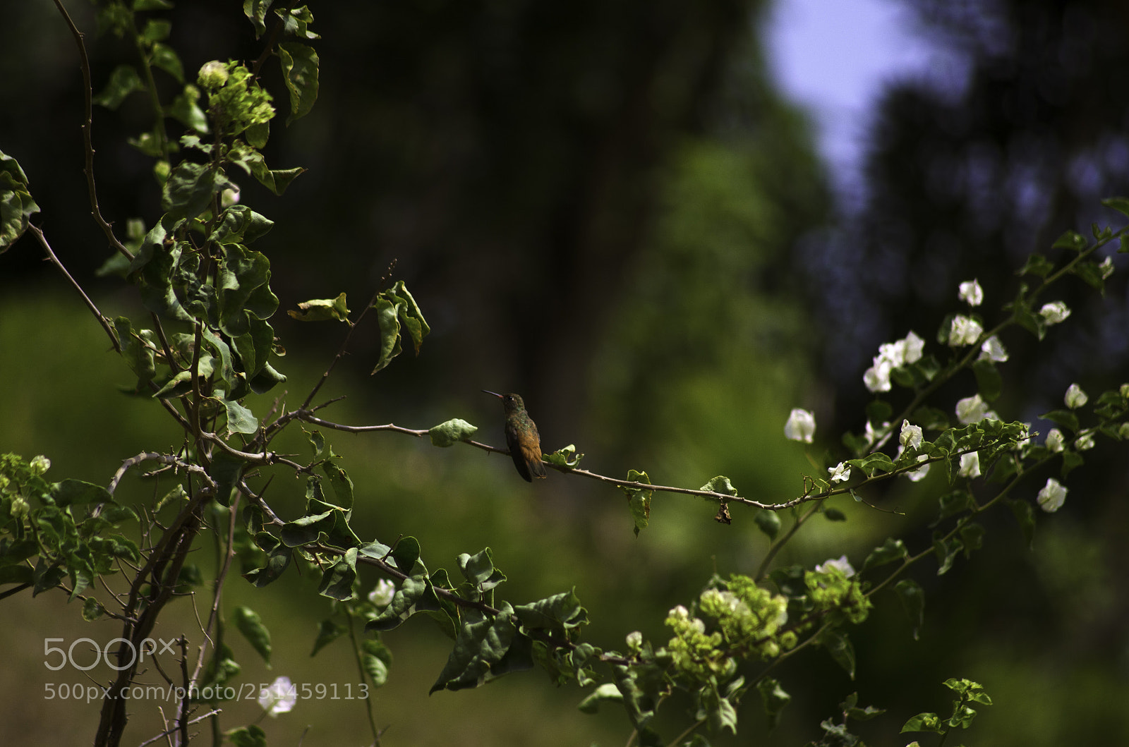 Nikon D5100 sample photo. Natural frame for hummingbird photography